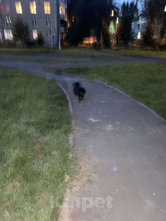 Собаки в Красноярске: Такса потерялась Мальчик, Бесплатно - фото 2