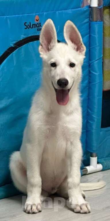 Собаки в Серпухове: Щенок БШО гладкошерстный Мальчик, 1 000 руб. - фото 2