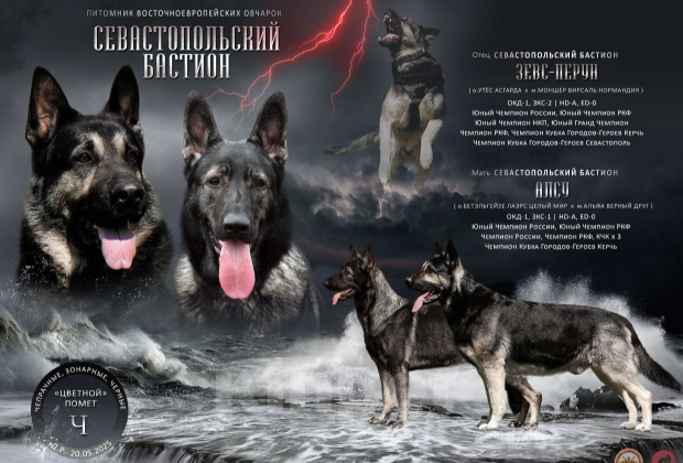 Собаки в Севастополе: щенок восточноевропейской овчарки, документы РКФ Мальчик, Бесплатно - фото 1