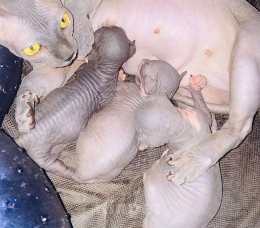 Кошки в Сочи: Канадский сфинкс  Девочка, 20 000 руб. - фото 4