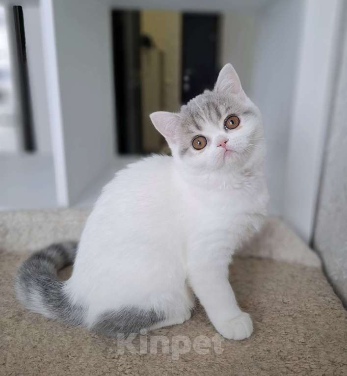 Кошки в Ярославле: Шотландская короткошерстная девочка Девочка, 30 000 руб. - фото 5