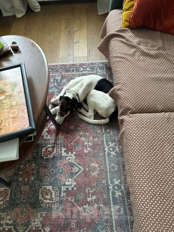 Собаки в Москве: Марвин, 8 месяцев Мальчик, Бесплатно - фото 4