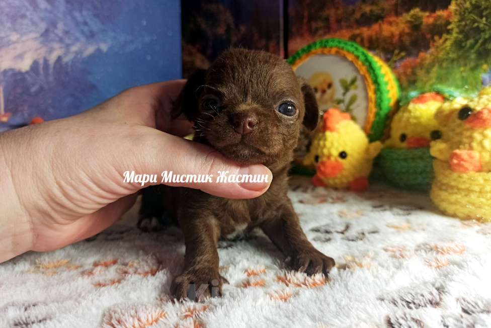 Собаки в Санкт-Петербурге: Жастин короткошерстный чихуахуа шоколадного окраса Мальчик, 50 000 руб. - фото 4