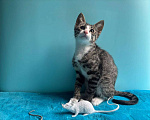 Кошки в Санкт-Петербурге: Очень эмоциональный котёнок Мальчик, Бесплатно - фото 7