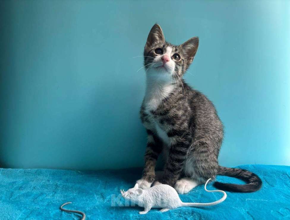 Кошки в Санкт-Петербурге: Очень эмоциональный котёнок Мальчик, Бесплатно - фото 7