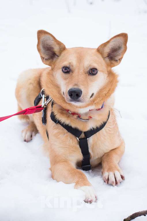 Собаки в Москве: Ее назвали некрасивой Девочка, Бесплатно - фото 1