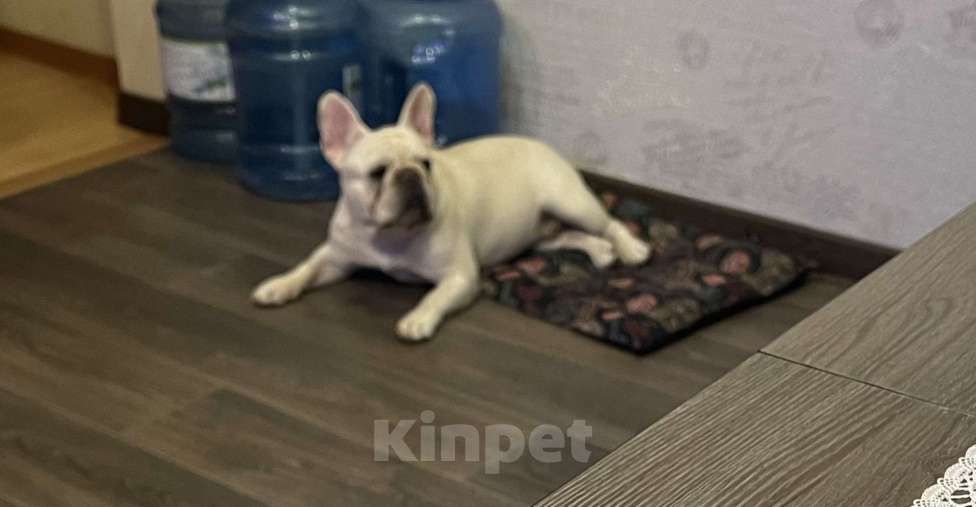 Собаки в других городах Ямало-Ненецкого автономного округа: Супер папа Мальчик, Бесплатно - фото 1