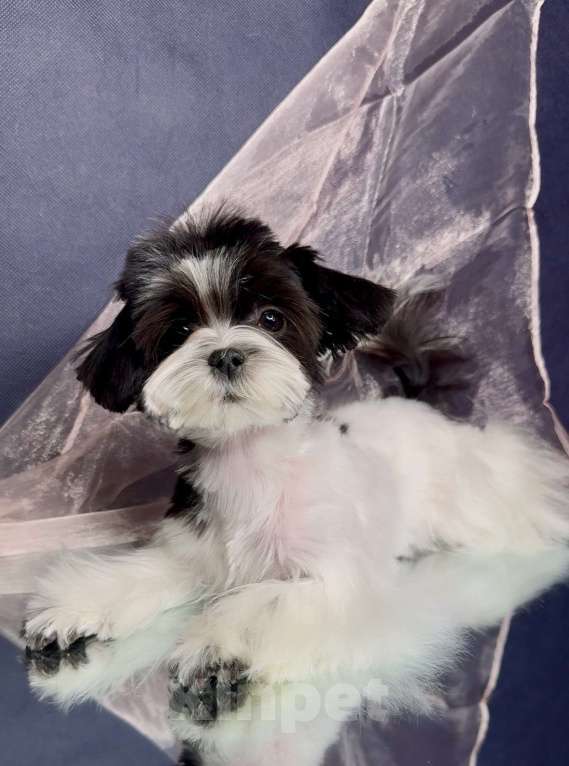 Собаки в Москве: Мальтипушка- девочка минюшка. Девочка, Бесплатно - фото 3