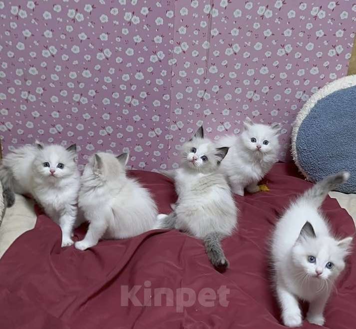 Кошки в Москве: Котята Рэгдолл  Мальчик, 50 000 руб. - фото 1