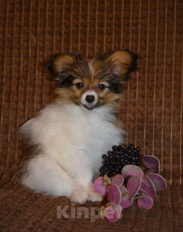 Собаки в Москве: Рыжий мальчик папийона Мальчик, 50 000 руб. - фото 5