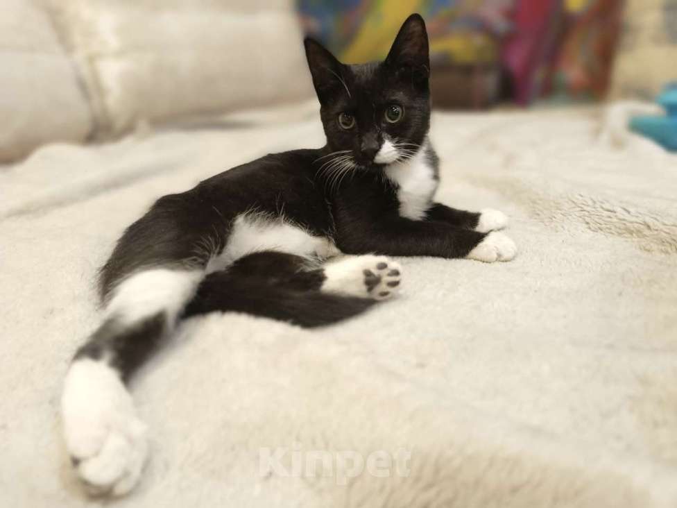 Кошки в Санкт-Петербурге: Котенок девочка Лиза ищет дом Девочка, Бесплатно - фото 3