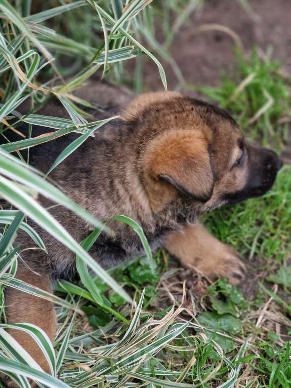 Собаки в Бердске: Щенки немецкой овчарки Мальчик, Бесплатно - фото 3