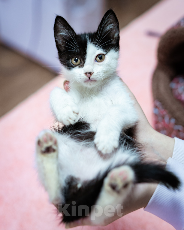 Кошки в Химках: Котёнок в добрые руки Мальчик, Бесплатно - фото 1