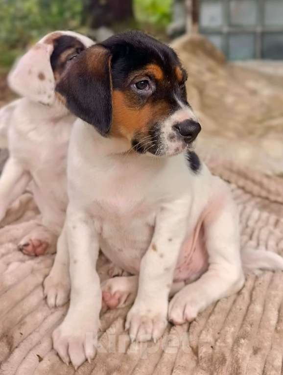 Собаки в Москве: Кевин Мальчик, Бесплатно - фото 2