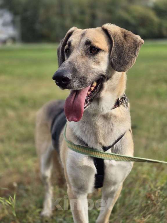 Собаки в Москве: Тима Мальчик, Бесплатно - фото 2
