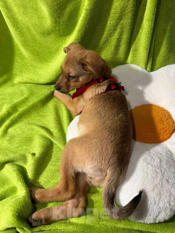 Собаки в Химках: Девочка  Девочка, Бесплатно - фото 4