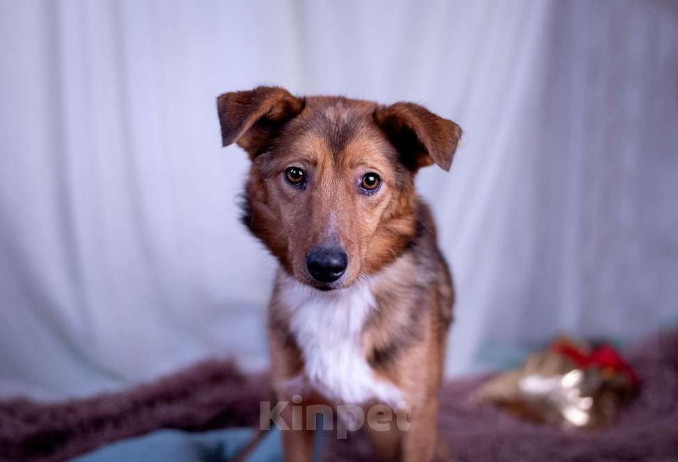 Собаки в других городах Московской области: Коржик в добрые руки Мальчик, Бесплатно - фото 10