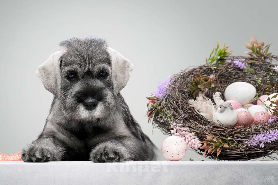 Собаки в Новосибирске: Щенки Среднего Шнауцера Девочка, 35 000 руб. - фото 1