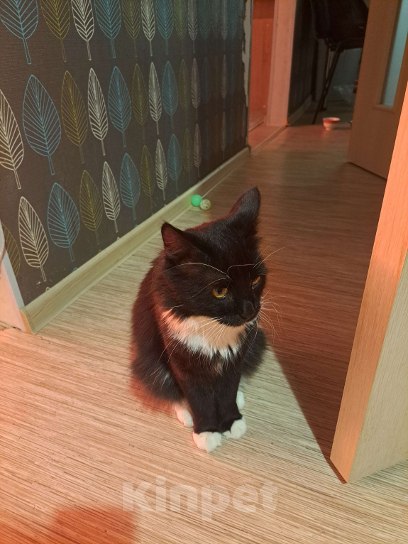 Кошки в Самаре: Найден кот Мальчик, Бесплатно - фото 1