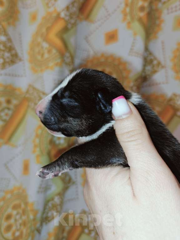 Собаки в Москве: Бультерьер стандартный, щенок Мальчик, Бесплатно - фото 6
