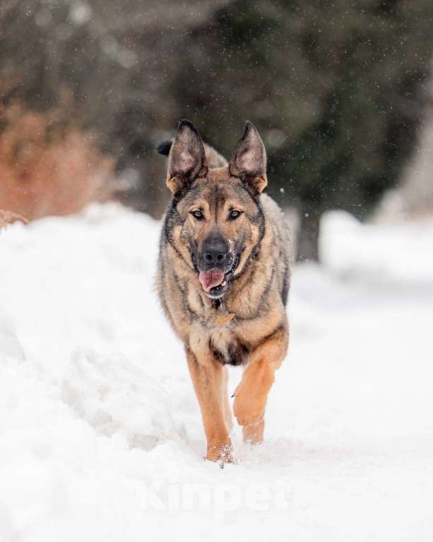 Собаки в других городах Московской области: Чивас ждет чуда Мальчик, Бесплатно - фото 6