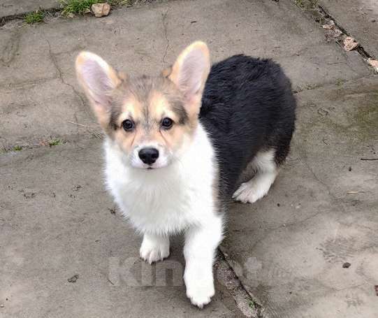 Собаки в Москве: Девочка  - 4 мес. Девочка, 50 000 руб. - фото 3