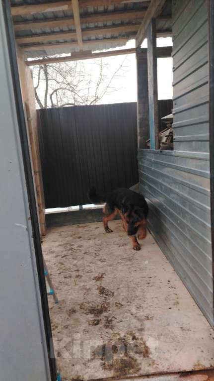 Собаки в Казани: Немецкая овчарка Мальчик, Бесплатно - фото 2