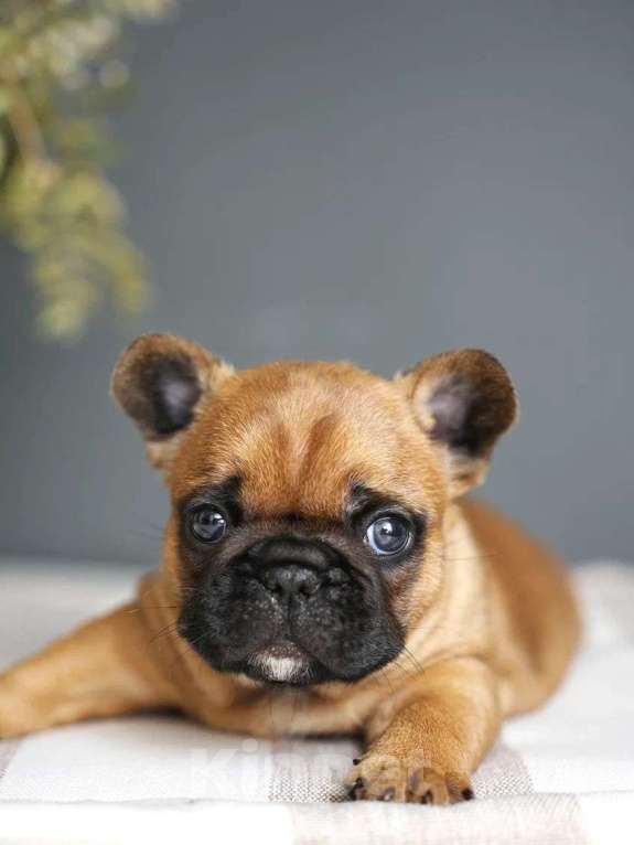 Собаки в Москве: Щенки французского бульдога с документами РКФ  Мальчик, 55 000 руб. - фото 9