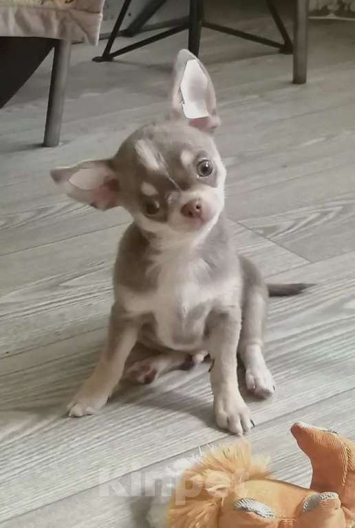 Собаки в Волжском: Шикарный мальчик Мальчик, 65 000 руб. - фото 4