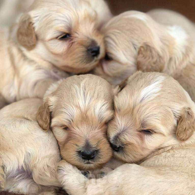 Собаки в Новосибирске: Мальтипу девочка мини Девочка, 120 000 руб. - фото 4