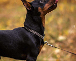 Собаки в Иваново: Вязка, 1 руб. - фото 3