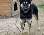 Собаки в Сургуте: Хеппи ищет дом!, Бесплатно - фото 3