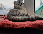 Кошки в Абакане: Кот, 1 000 руб. - фото 1