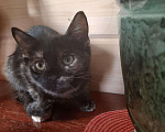 Кошки в Ленинске: Котенок 8 месяцев, 100 руб. - фото 3