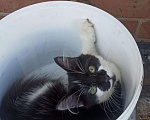 Кошки в Кстово: Елизавета ищет дом., 100 руб. - фото 6