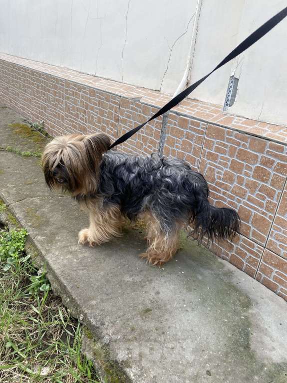 Собаки в Ростове-на-Дону: Найдена Йорк (кормящая) Девочка, Бесплатно - фото 2