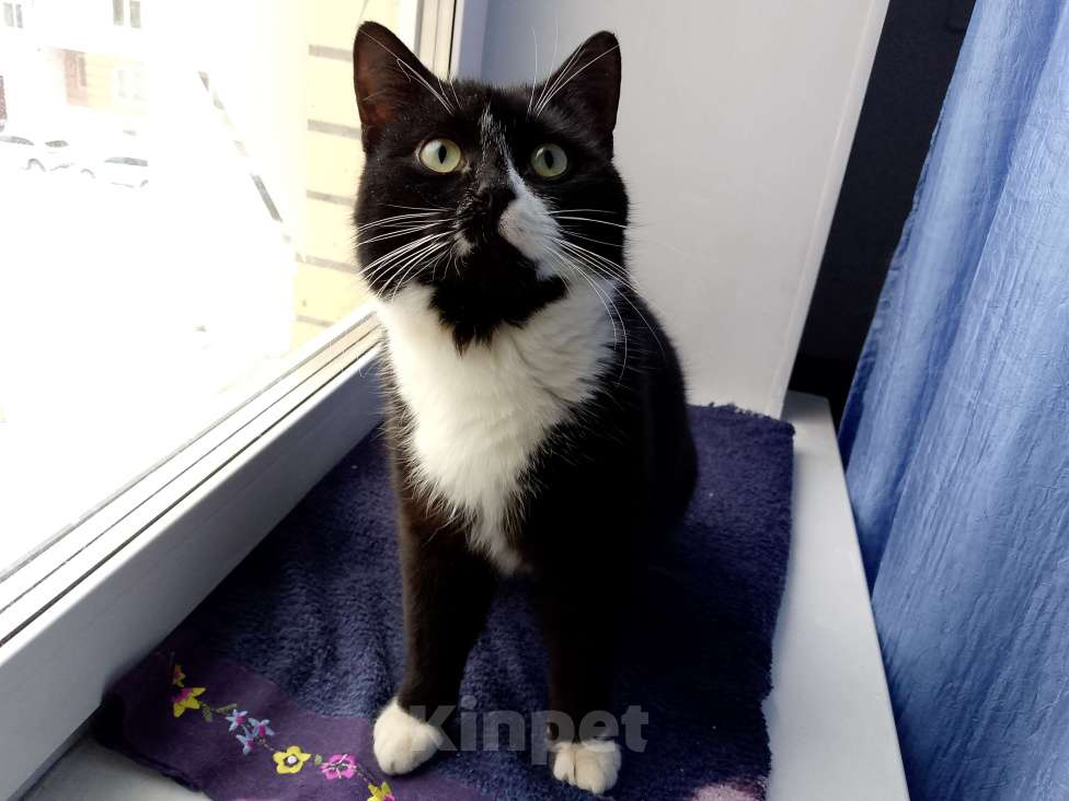 Кошки в Москве: Котик Филя в добрые руки Мальчик, Бесплатно - фото 1