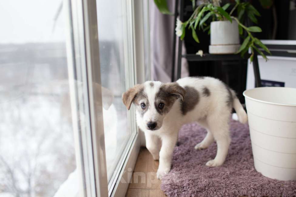 Собаки в Москве: Барон, щенок, 2.5 месяца Мальчик, 1 руб. - фото 2