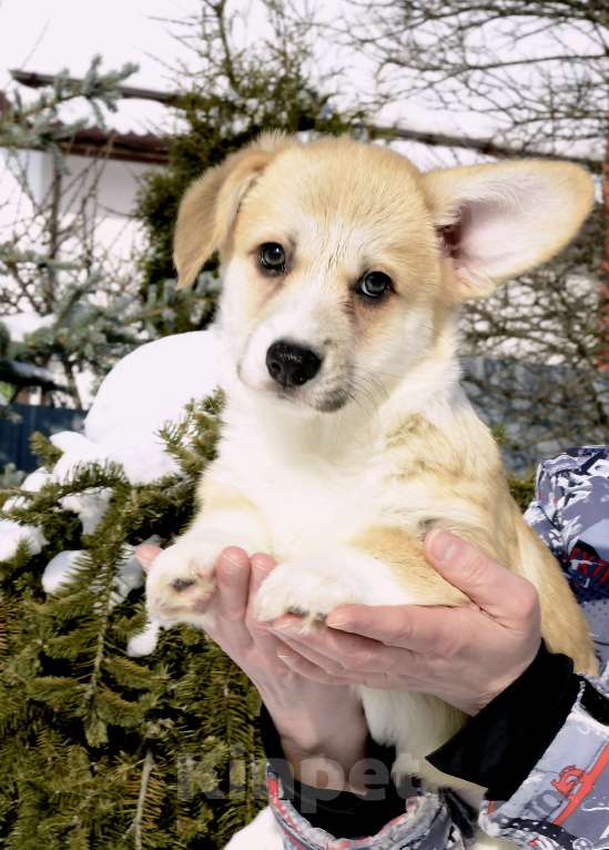 Собаки в Пензе: Щенки корги Разнополые, 60 000 руб. - фото 4