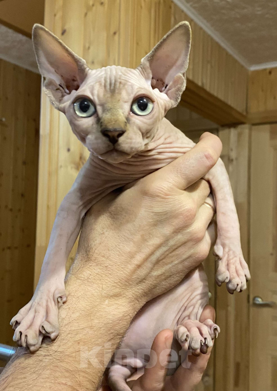 Кошки в Москве: Топовая девочка канадского сфинкса  Девочка, 45 000 руб. - фото 1