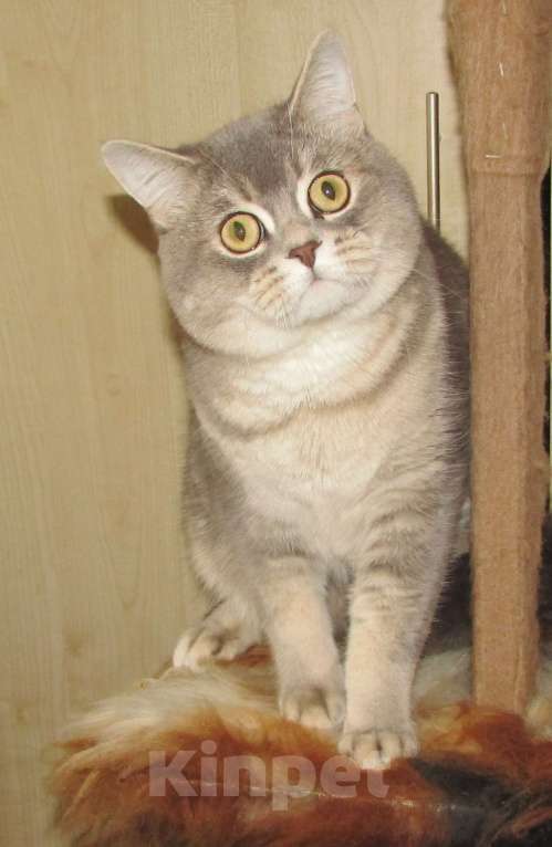 Кошки в Санкт-Петербурге: шотландские кошечки и котик Девочка, Бесплатно - фото 2