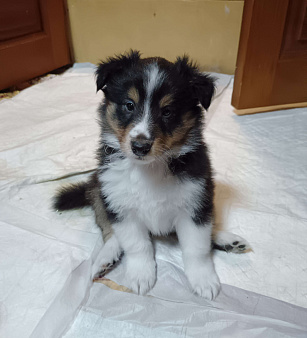 Продам щенков шелти