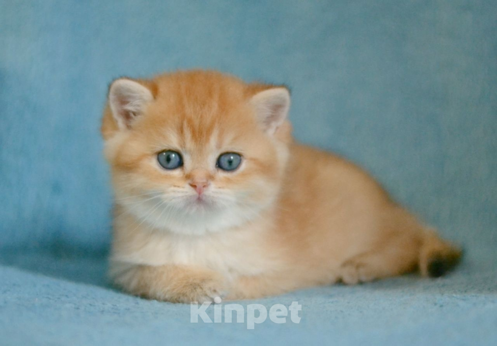 Кошки в Краснодаре: Британская Золотая Шиншилла  Мальчик, Бесплатно - фото 4