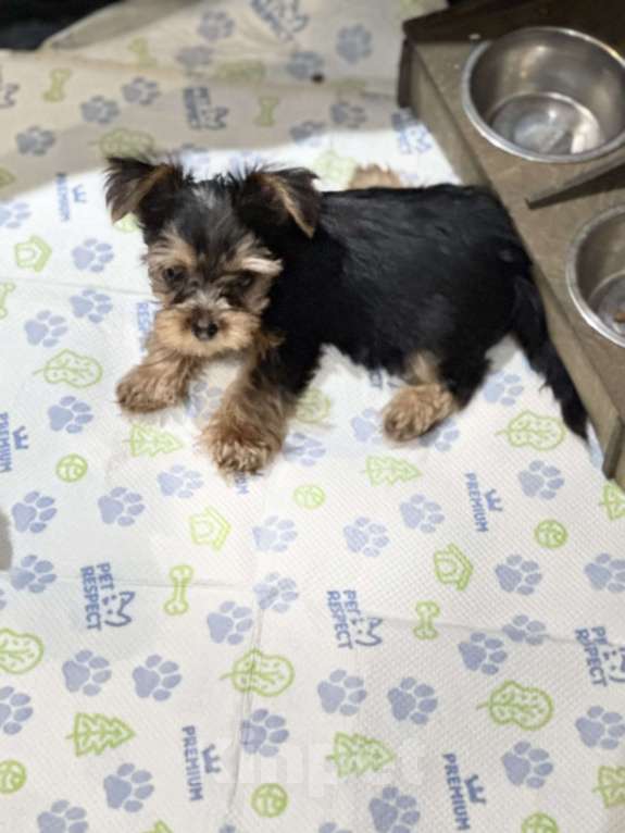 Собаки в Москве: Мини Йорки  Девочка, 18 000 руб. - фото 4