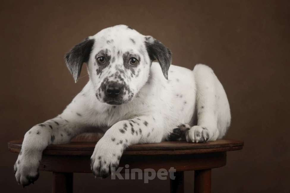 Собаки в Москве: Щенок в добрые руки Мальчик, Бесплатно - фото 4