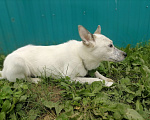 Собаки в Нефтеюганске: Срочно ищет дом Девочка, Бесплатно - фото 5