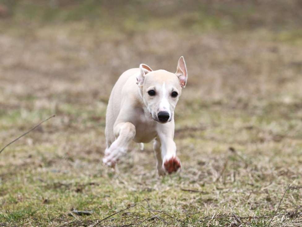 Собаки в Москве: Палевая девочка уиппет Девочка, Бесплатно - фото 3