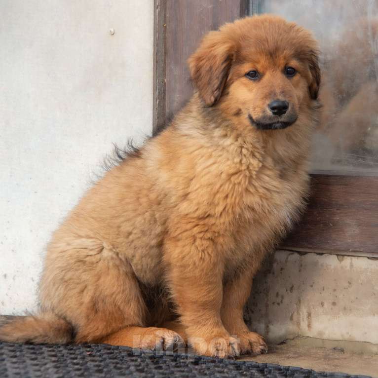 Собаки в Москве: Щенки Монгольского банхара Девочка, Бесплатно - фото 3