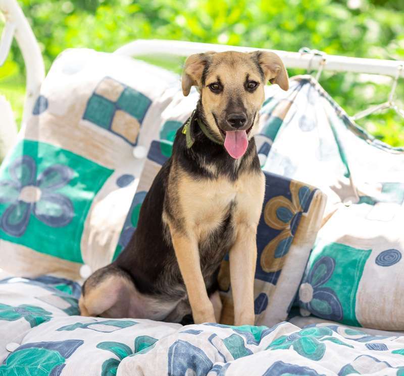 Собаки в Москве: Щенок Глория ищет семью Девочка, 1 руб. - фото 6