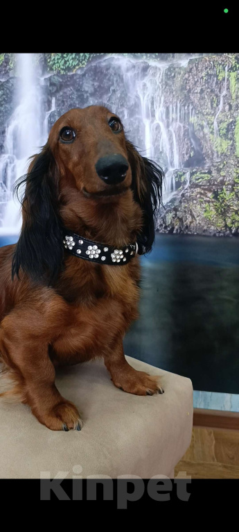 Собаки в Астрахани: Щенки длинношерстной таксы Девочка, 40 000 руб. - фото 6